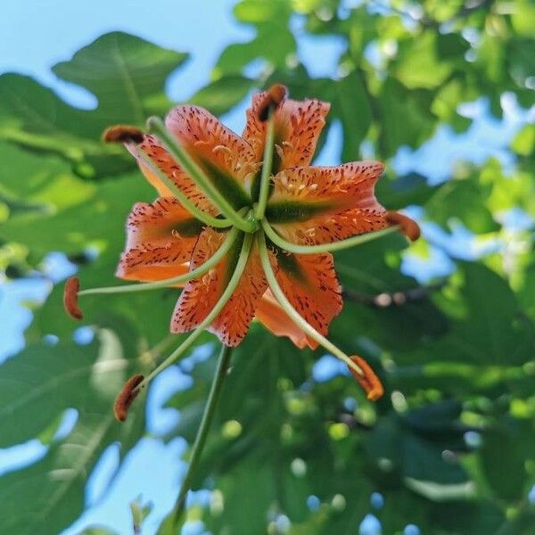 Lilium henryi Fiore