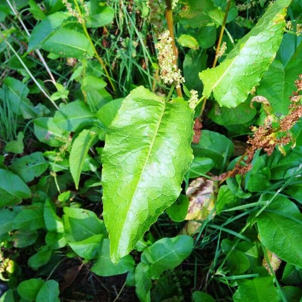 Rumex confertus Λουλούδι