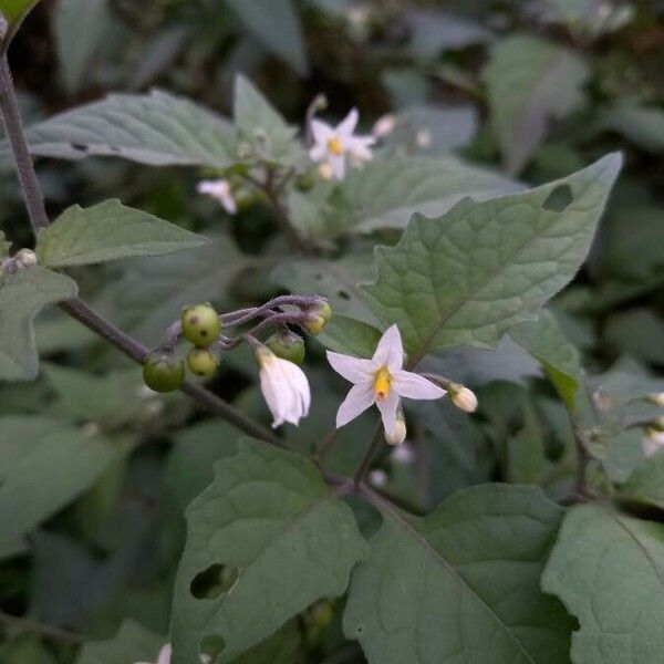 Solanum nigrum Blomst