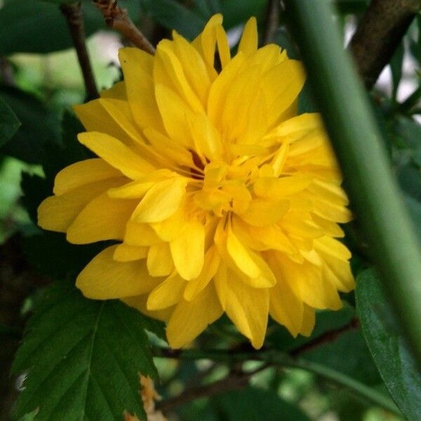 Kerria japonica ফুল