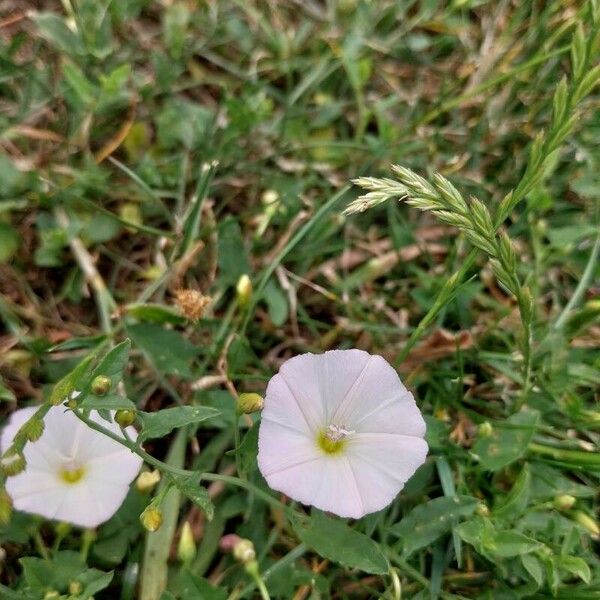 Convolvulus arvensis Lorea