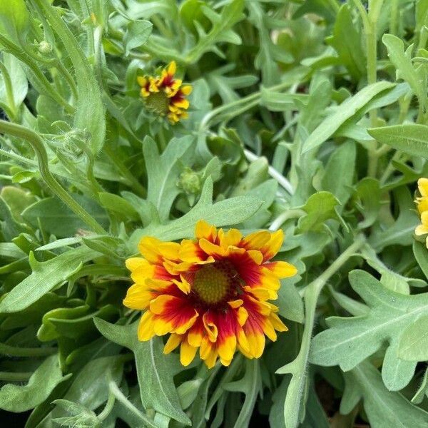 Coreopsis grandiflora Blomst