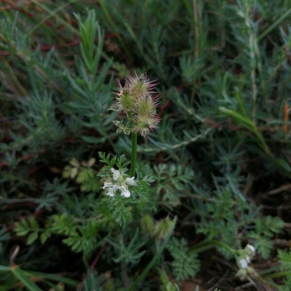 Caucalis platycarpos Vili