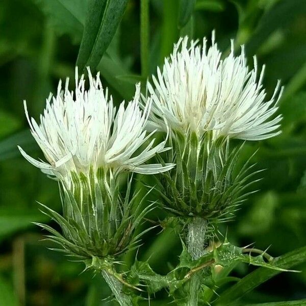 Carduus tenuiflorus Flor