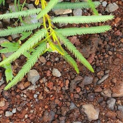 Chamaecrista mimosoides Folio