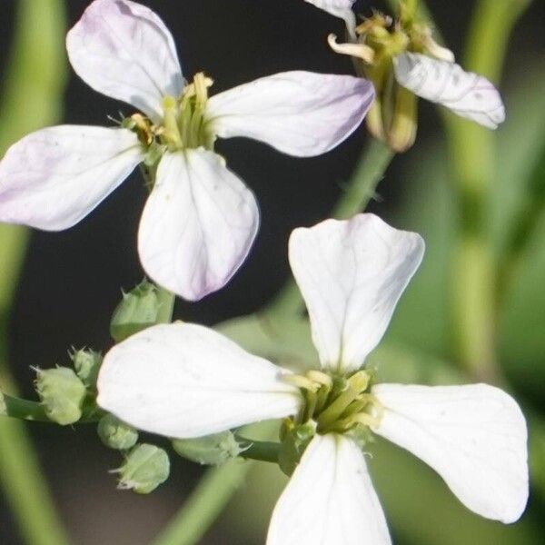 Raphanus raphanistrum Квітка