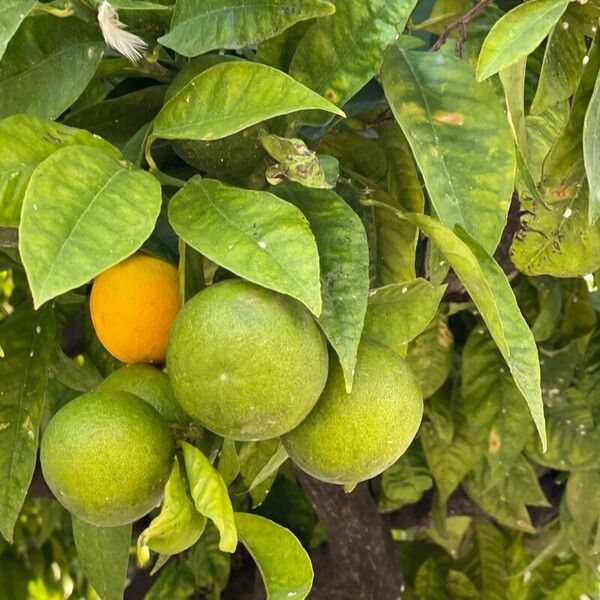 Citrus × aurantium Fruit