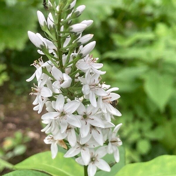 Lysimachia clethroides Kwiat