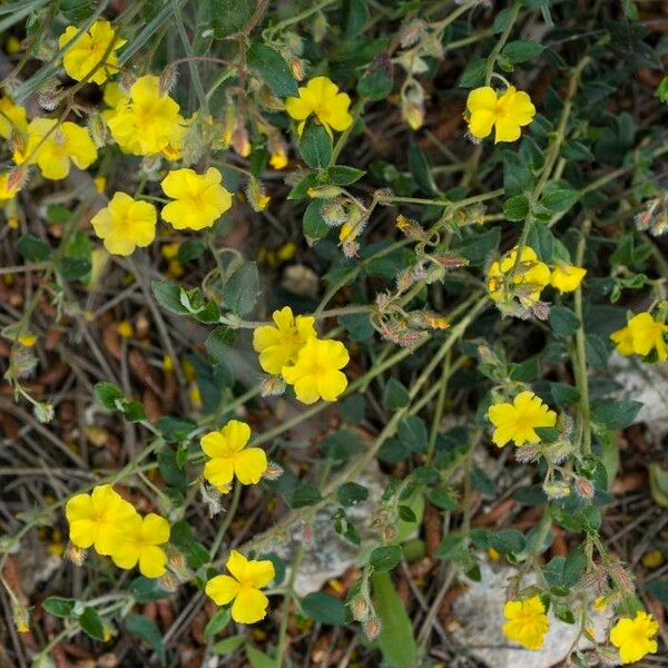 Merremia umbellata Foglia