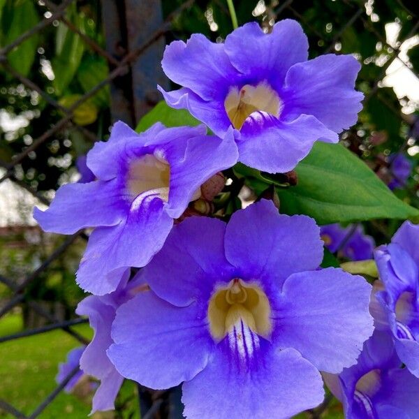 Thunbergia laurifolia Flor