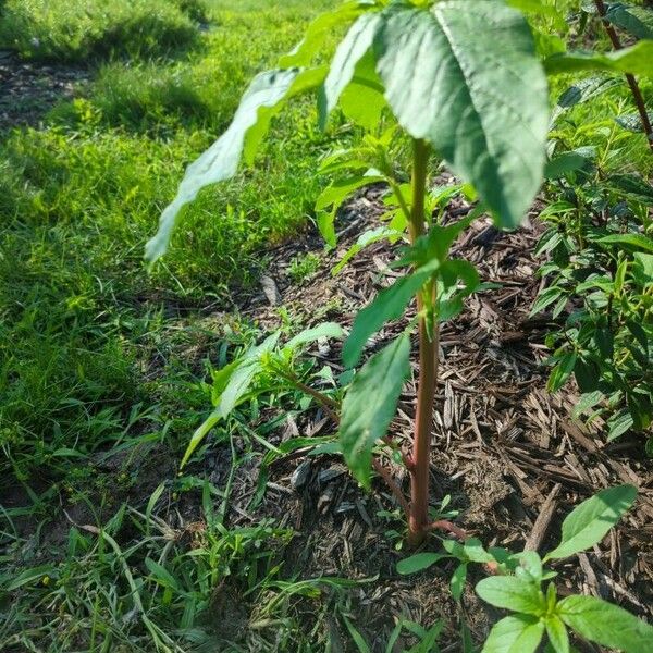 Amaranthus blitum Характер