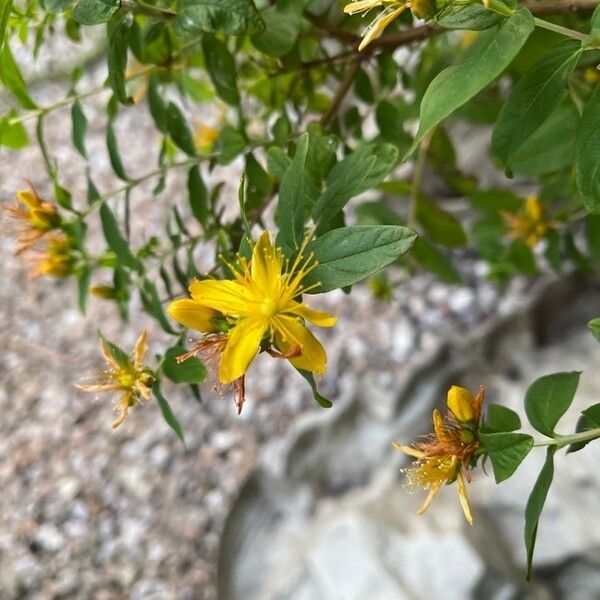 Hypericum hirsutum 花