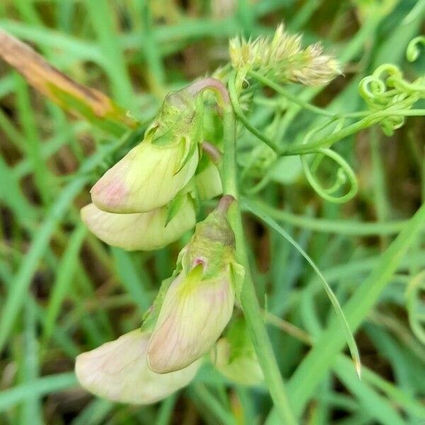 Lathyrus latifolius Övriga