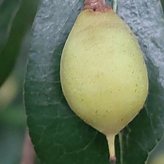 Pittosporum heterophyllum Fruit