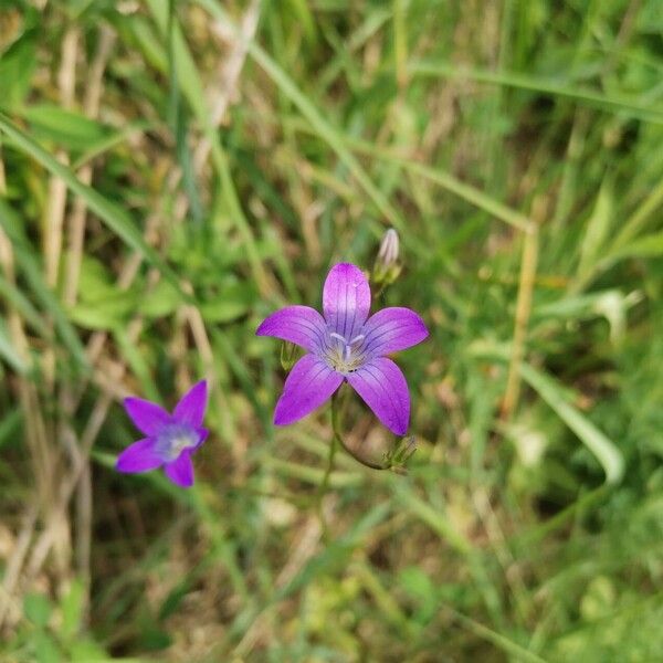 Campanula patula Flower