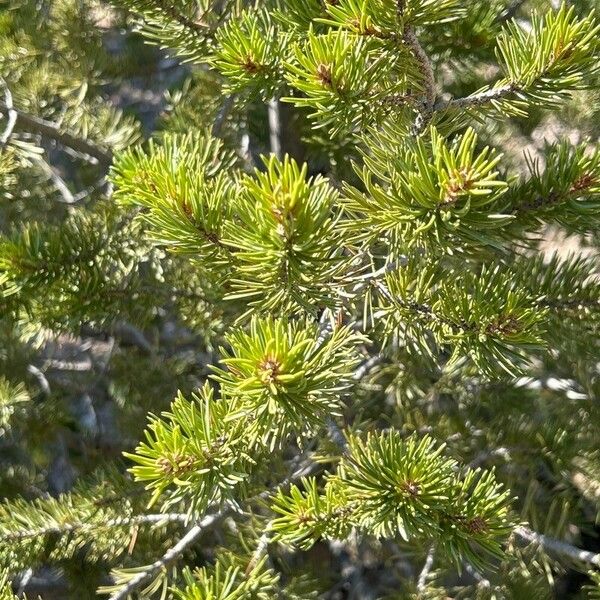 Pinus edulis Frunză