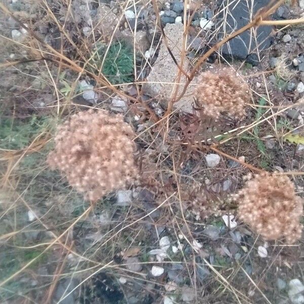 Achillea ligustica Blüte