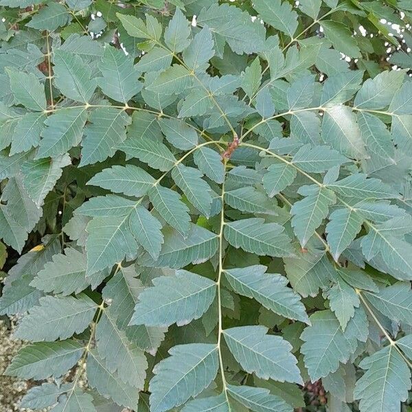 Koelreuteria paniculata Leaf