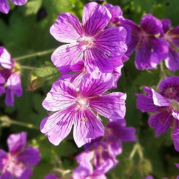 Geranium ibericum പുഷ്പം