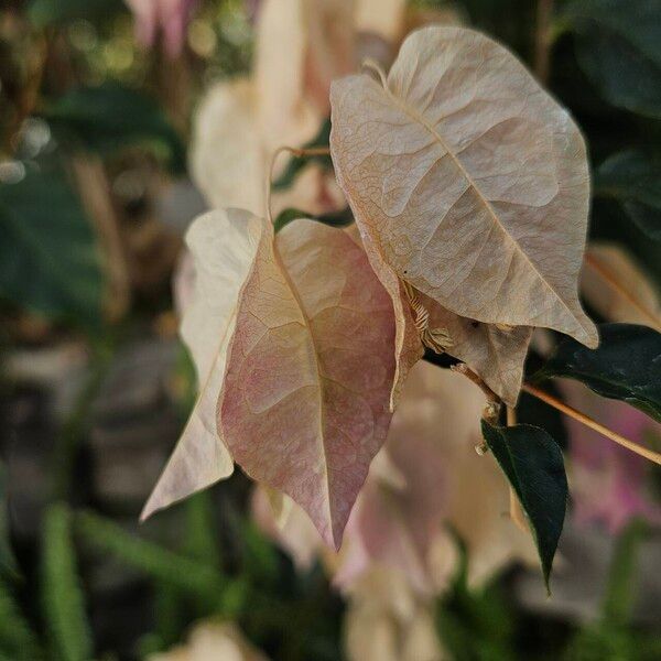 Bougainvillea glabra Frucht