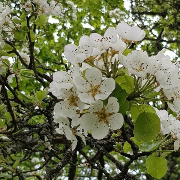 Pyrus communis Flor