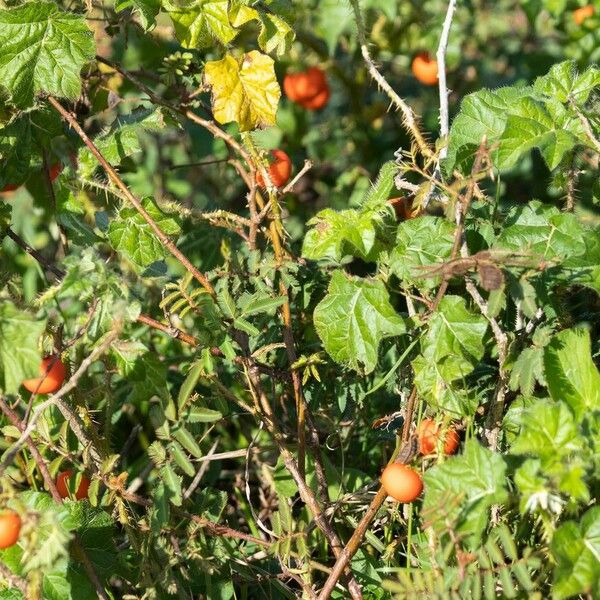 Solanum capsicoides Плід