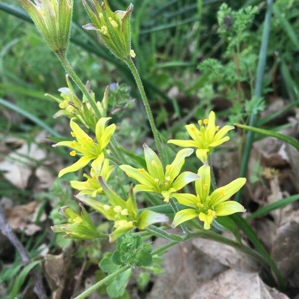 Gagea villosa Flower