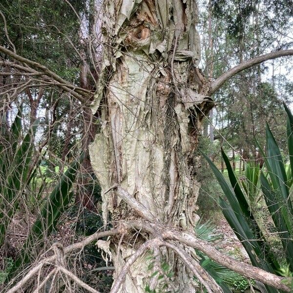 Melaleuca styphelioides Rinde