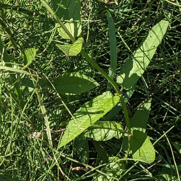 Stachys palustris পাতা