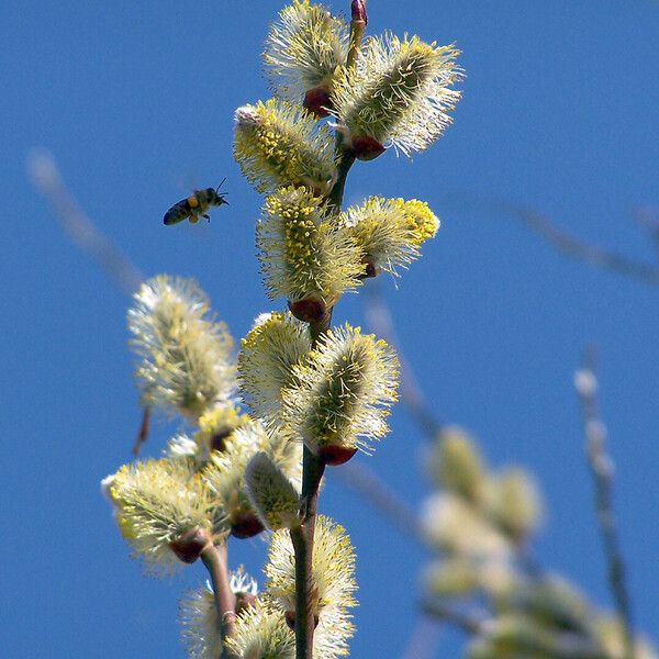 Salix caprea Blomma