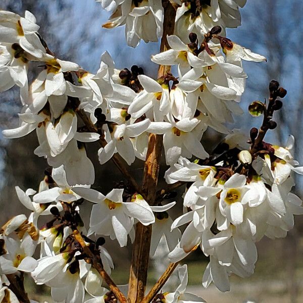 Abeliophyllum distichum Virág