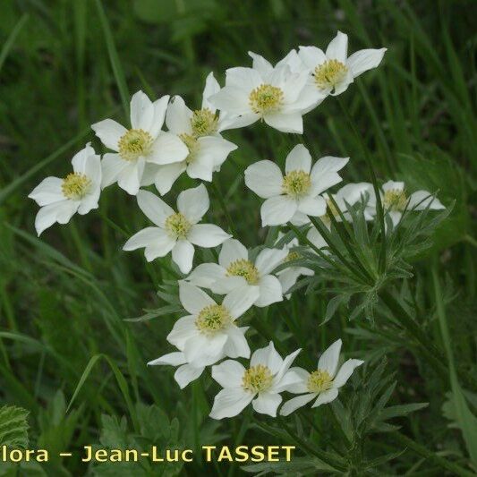 Anemonastrum narcissiflorum Yeri