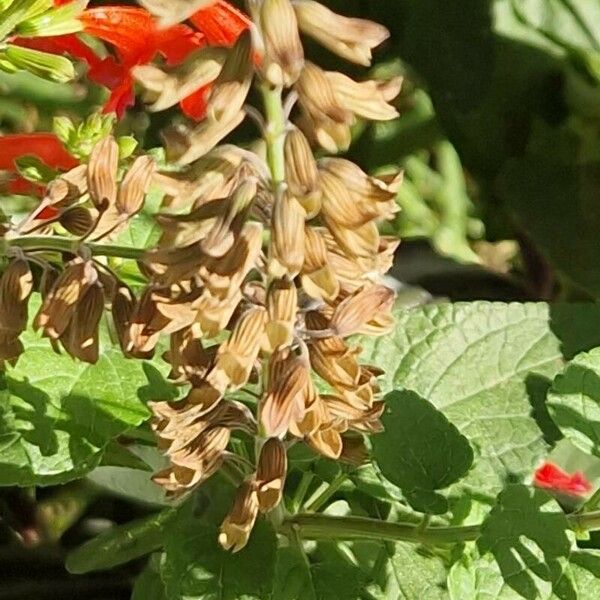 Salvia coccinea Fruit