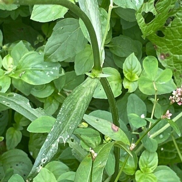 Silene flos-cuculi Leaf