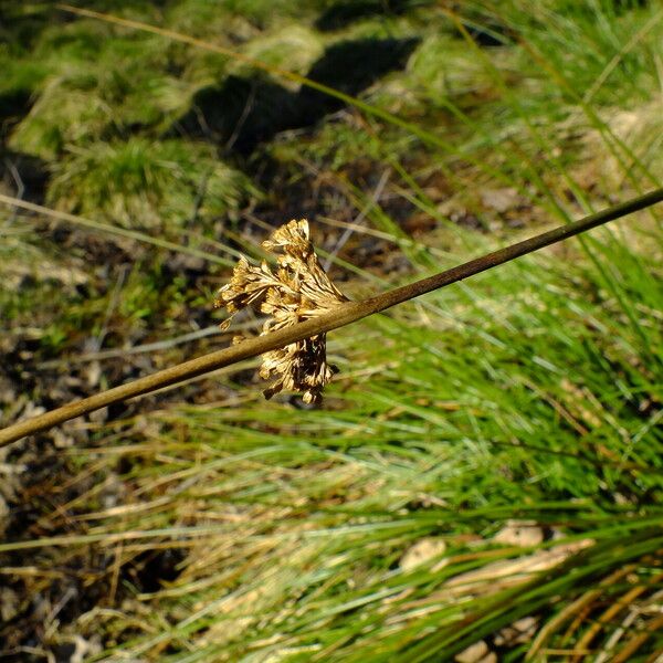 Juncus effusus Õis