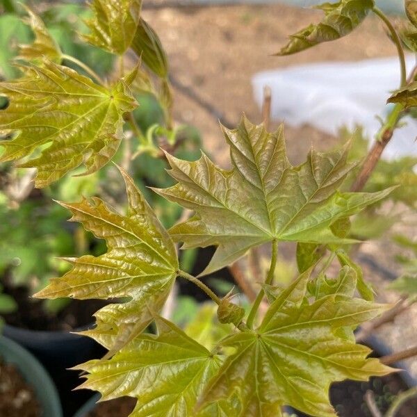 Acer platanoides Hostoa