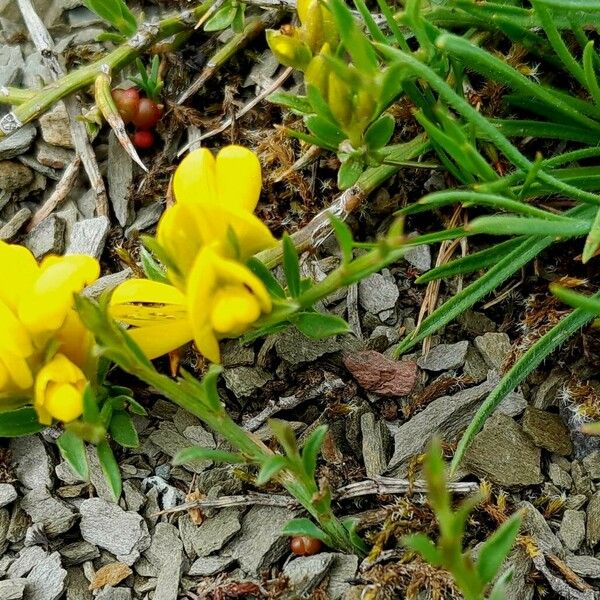 Genista pilosa Flower