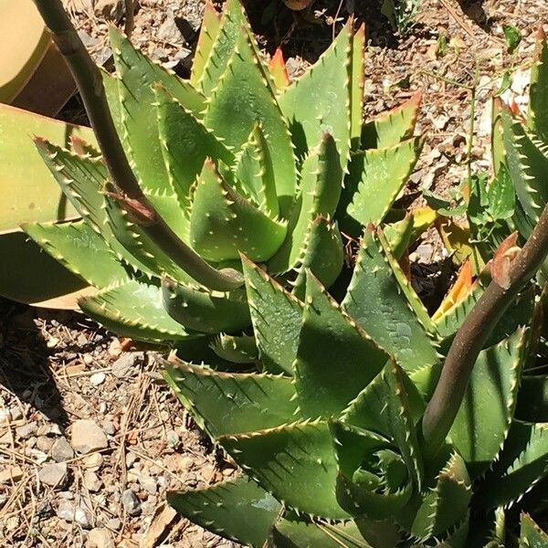 Aloe brevifolia Hostoa