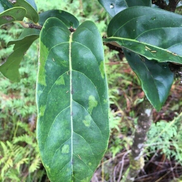 Casearia silvana Leaf