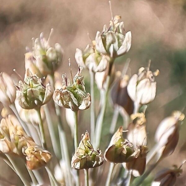 Allium paniculatum Fruit