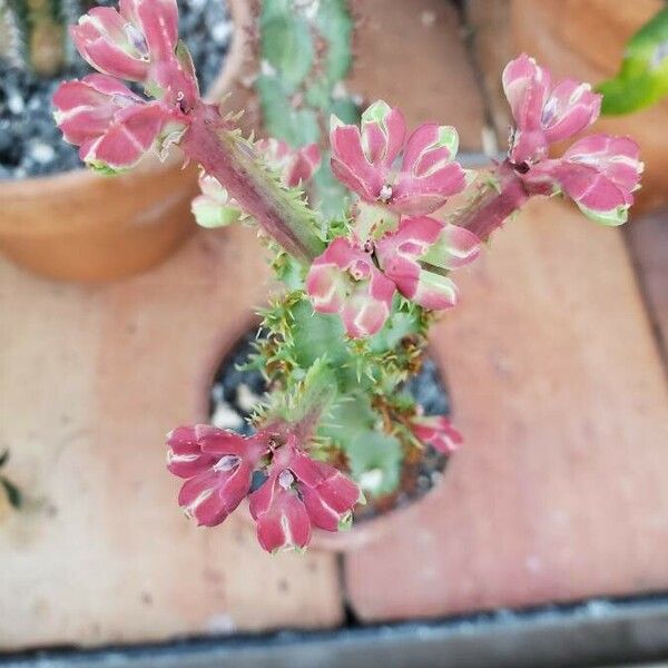 Euphorbia magnifica Flor