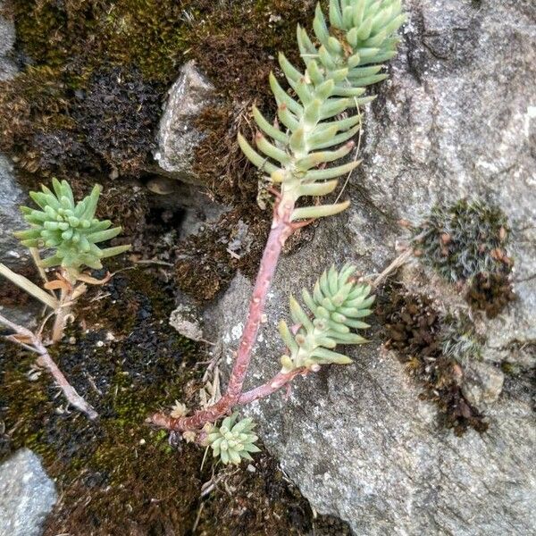 Petrosedum ochroleucum Feuille