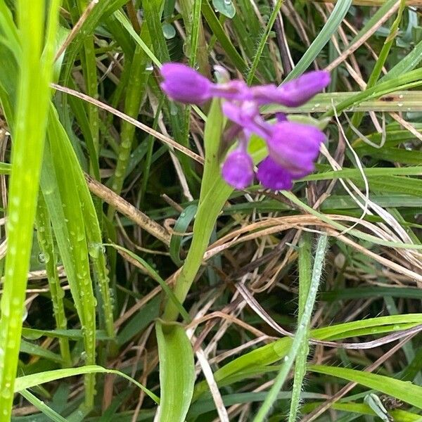 Anacamptis morio Λουλούδι