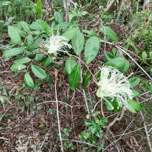 Morisonia flexuosa 花