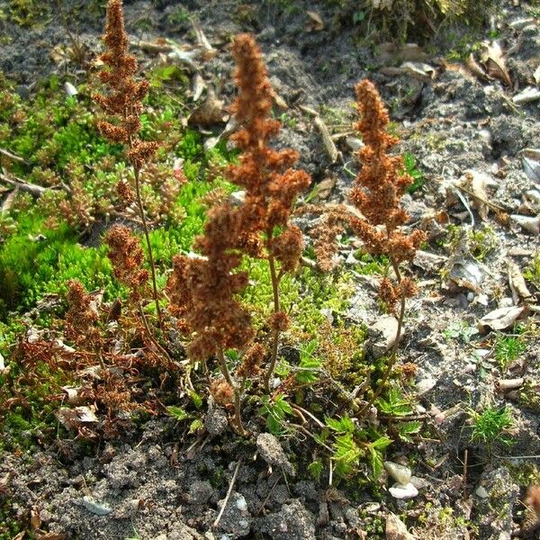 Astilbe simplicifolia Habitat