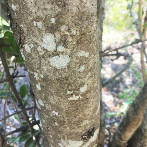 Strychnos madagascariensis Bark