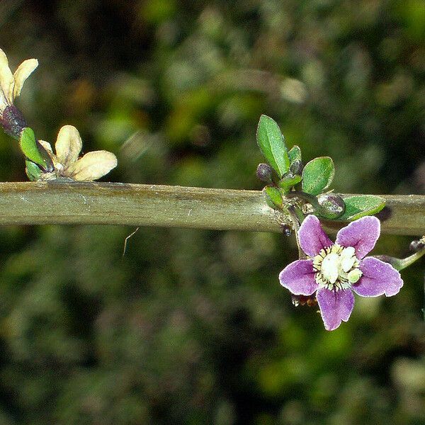 Lycium chinense Flower