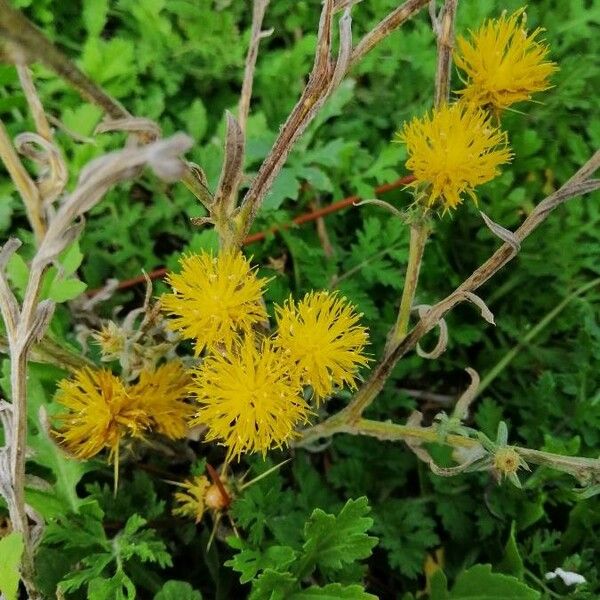 Centaurea solstitialis Blomst