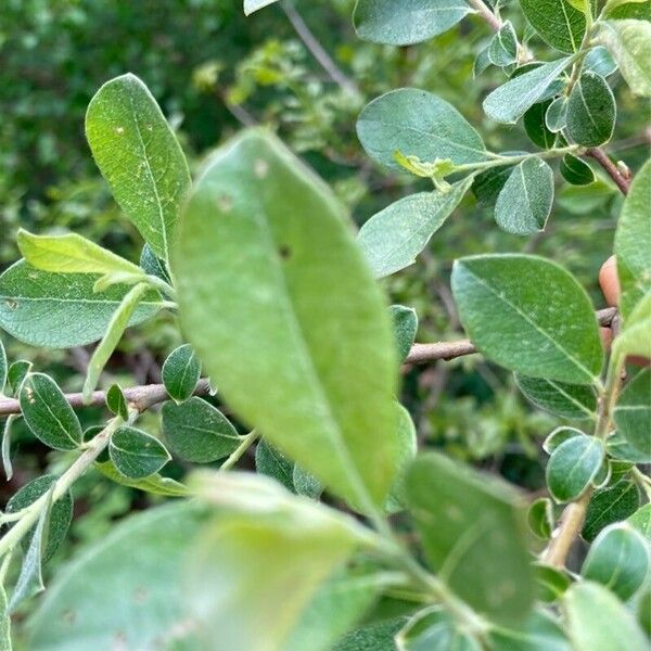 Salix bebbiana Blad