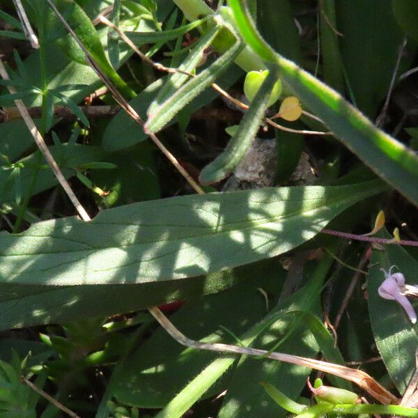 Valeriana tuberosa Leaf